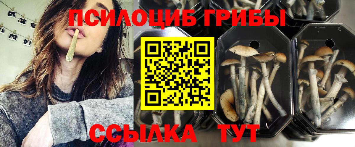Углич  Псилоцибиновые грибы MAGIC MUSHROOMS  Вход с VPN 